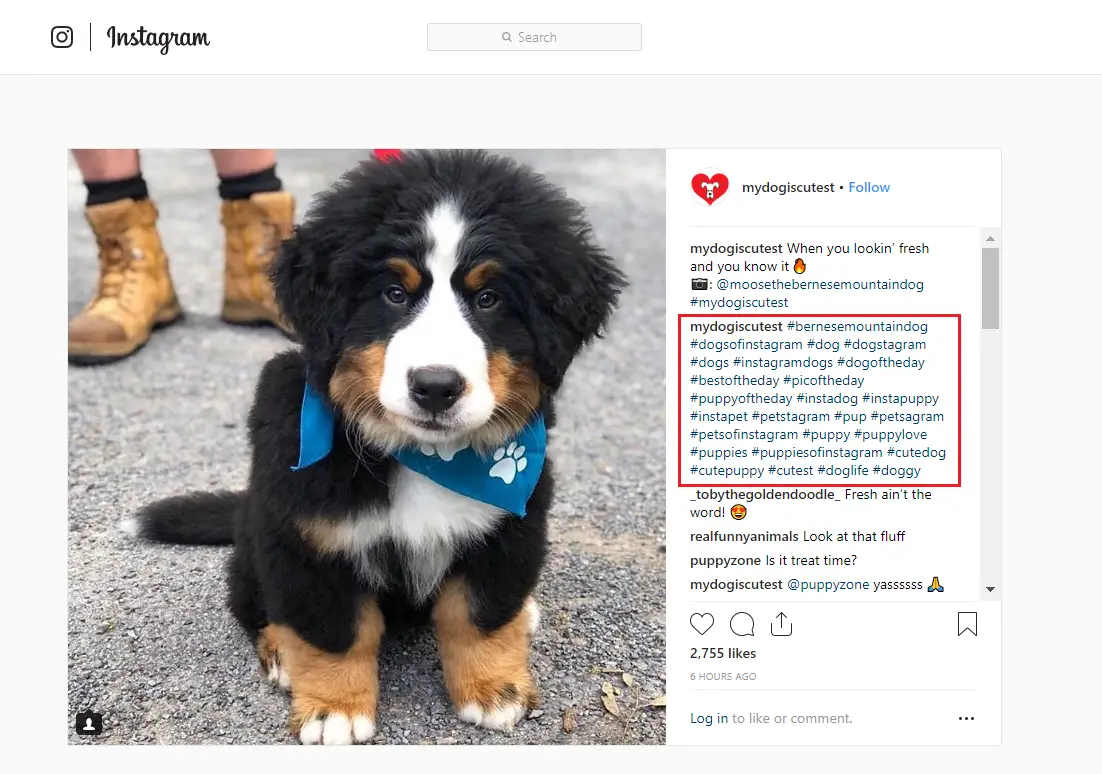 Hashtags de perros para hacer crecer tus cuentas de Instagram y TikTok