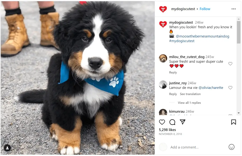Hashtags de perros para hacer crecer tus cuentas de Instagram y TikTok
