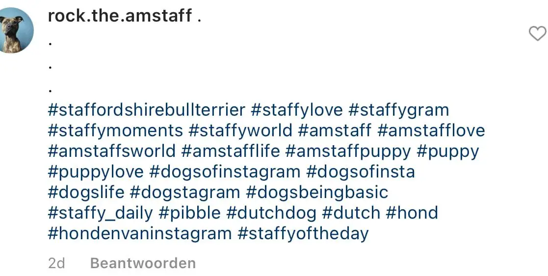 Los 30 mejores hashtags de perros para 2021 - Blog Brindle
