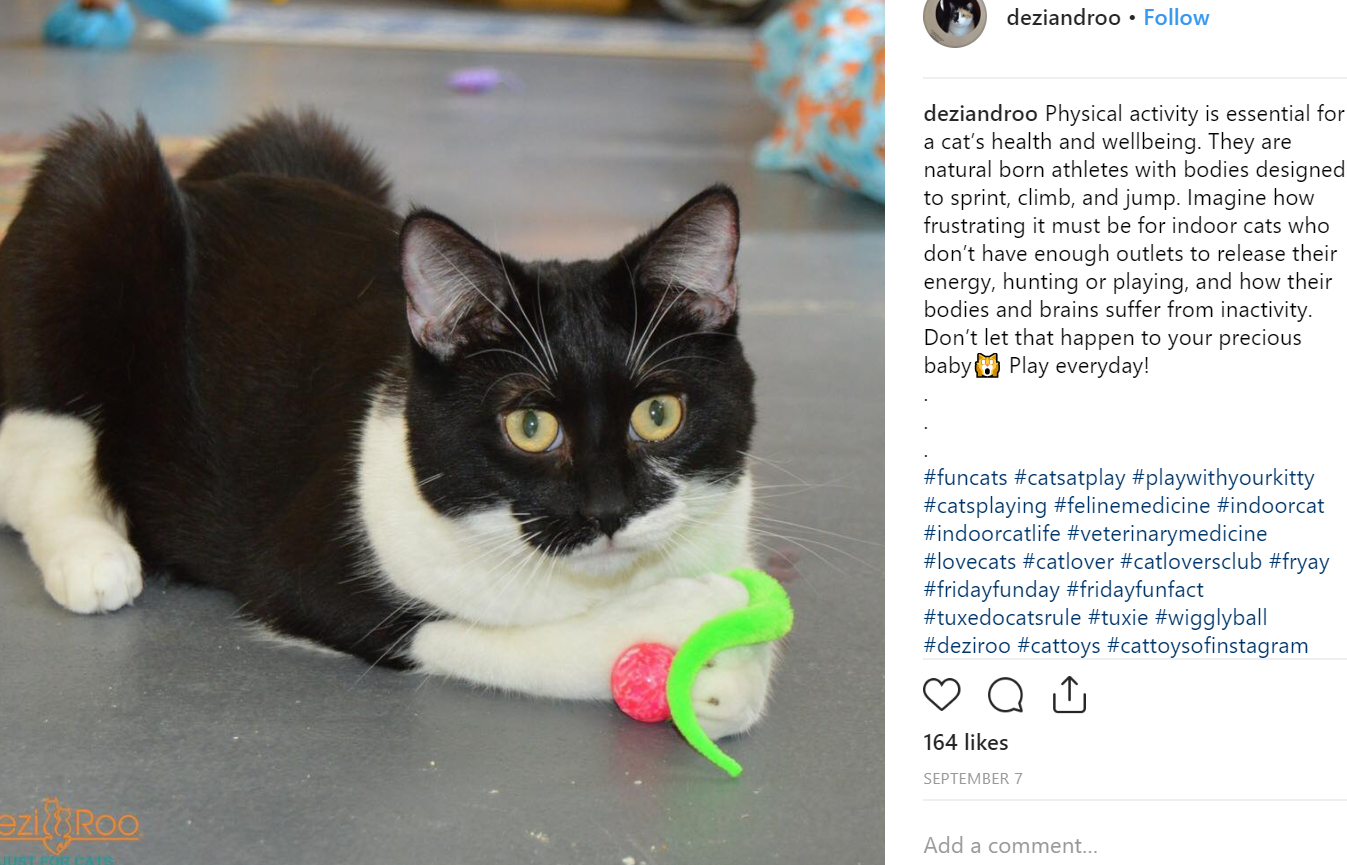 Los 30 mejores hashtags y cuentas de Instagram de gatos