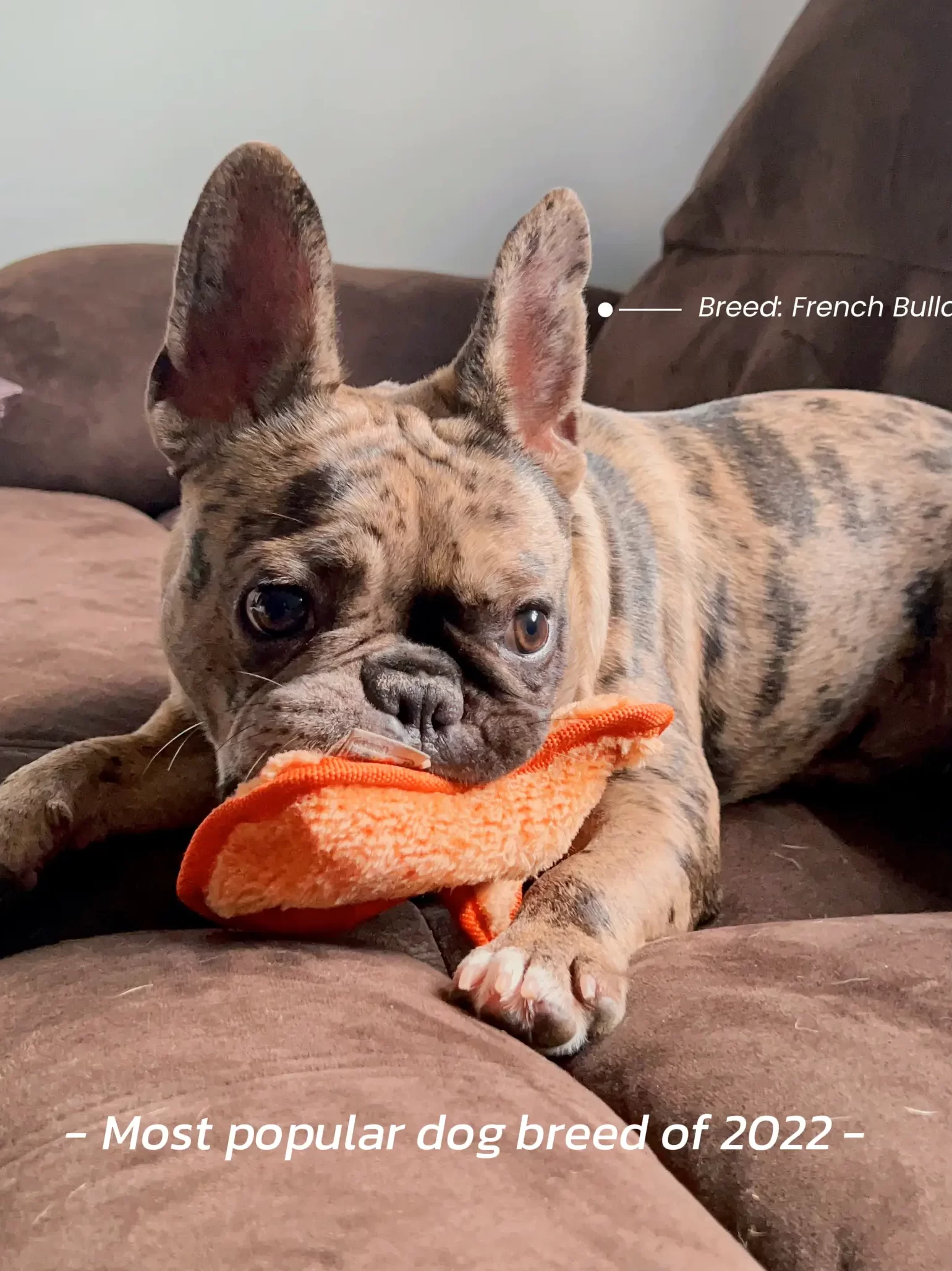 Conoce a mi Frenchie 🐾🦴 |