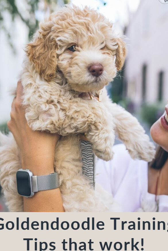 Hashtags para #goldendoodle Goldendoodle Training – Consejos para el adiestramiento de cachorros (de un adiestrador...