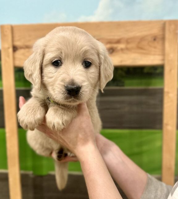 Mini perros perdigueros de oro |