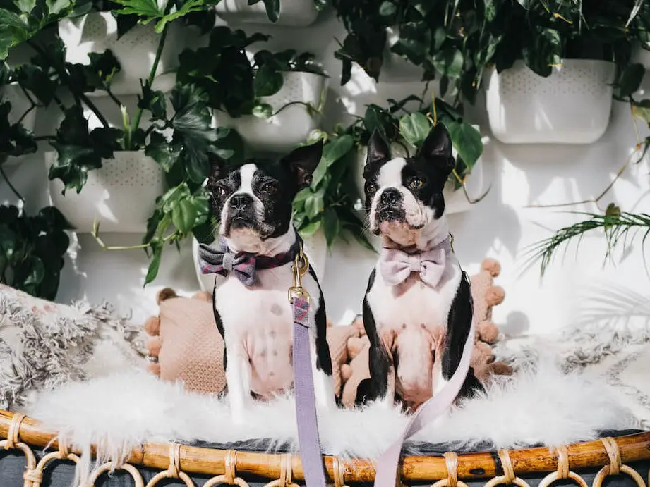 Hashtags de perros para Instagram 2019 • 1320 hashtags épicos para obtener más Me gusta