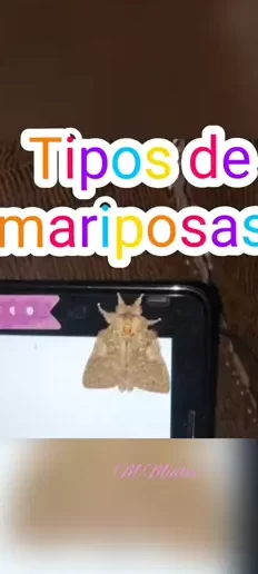 Mariposas raras#mariposas#raras#shinobu#parati |