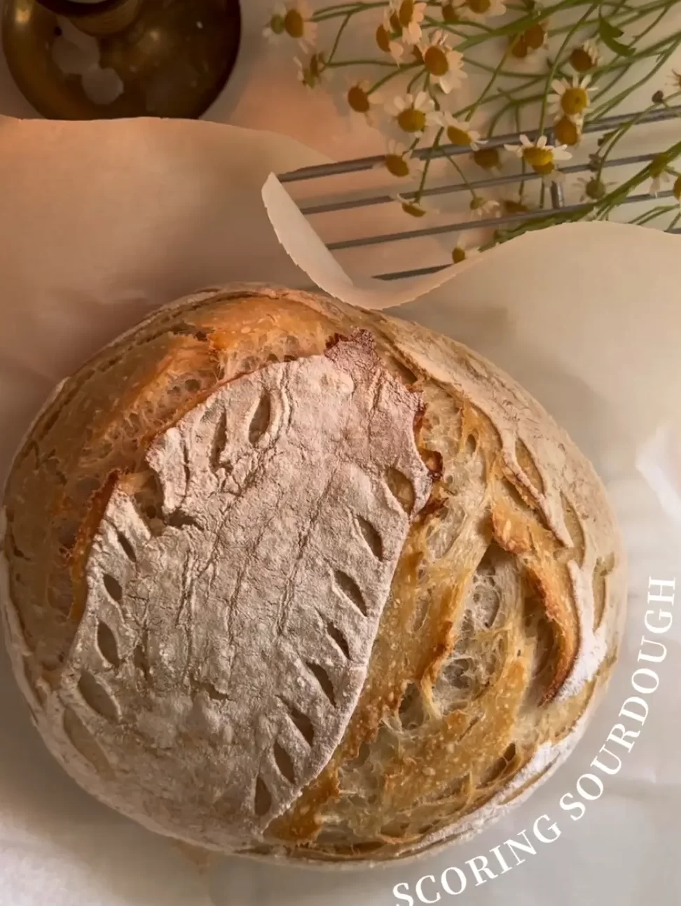 Consigue un poco de masa madre conmigo 🌼