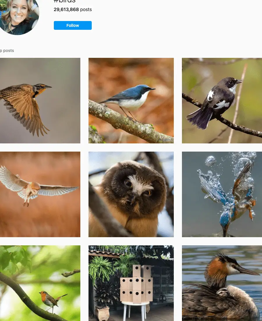 145 MEJORES hashtags de pájaros en 2021 📈 - Copiar y pegar