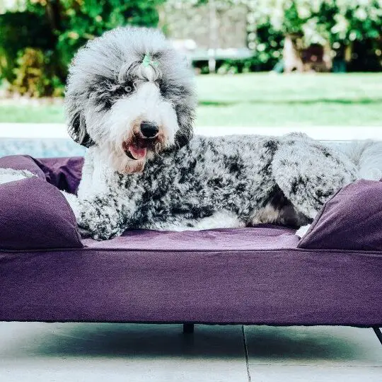 Los mejores hashtags para los amantes de los perros, y este es el hashtag número uno