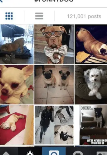 Productos para mascotas Alzoo