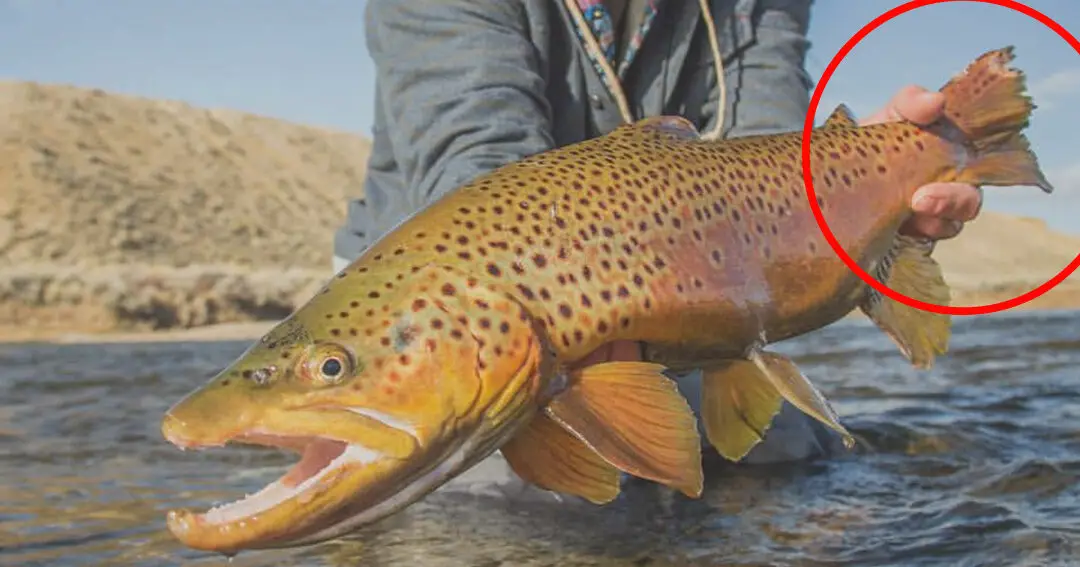 OPINIÓN: “Embajadores de marca” de pesca con mosca + Redes sociales - ¿Qué...