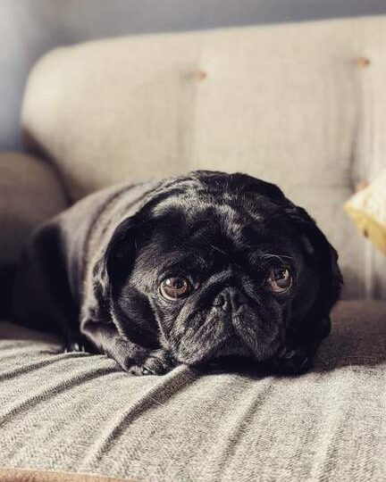 Análisis y Estadísticas de la Cuenta de matildaemilyheidi3pugs en ...